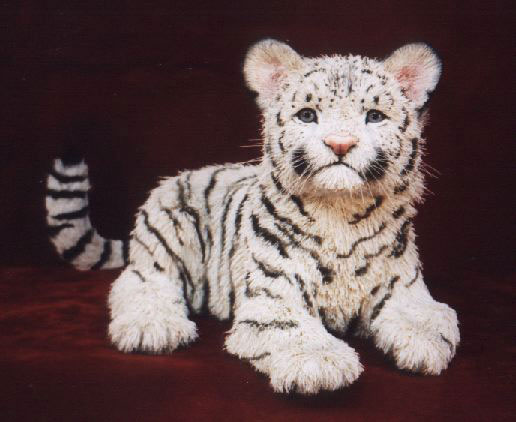 Newborn White Tiger, by Anne Andersson